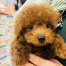 ムニっとした口元がチャームポイント💘トイプードルくん！