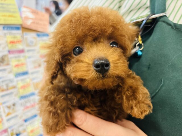 トイプードル