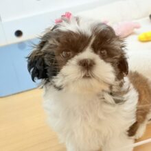 そんな可愛いお顔で見つめられたら……シーズーちゃん！