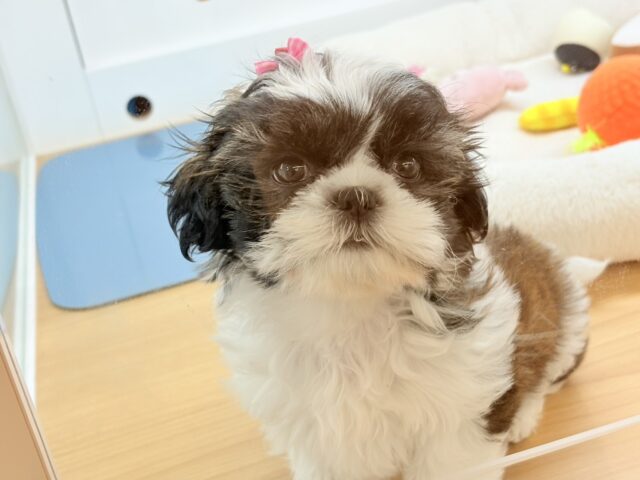 そんな可愛いお顔で見つめられたら……シーズーちゃん！