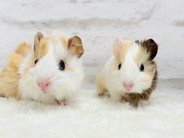 アビシニアンモルモット