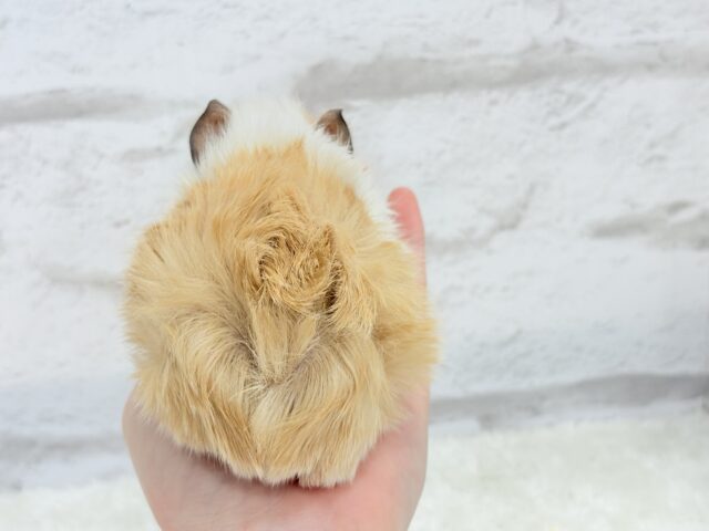 アビシニアンモルモット