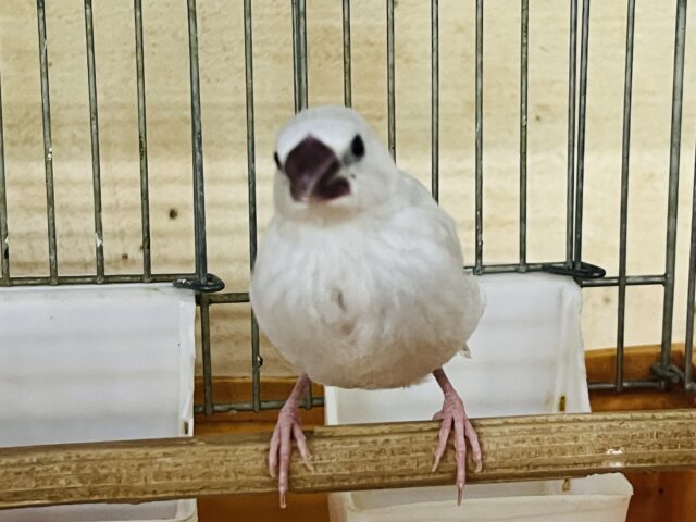 シルバー文鳥