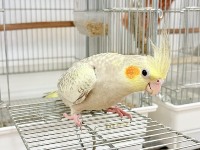 オカメインコ
