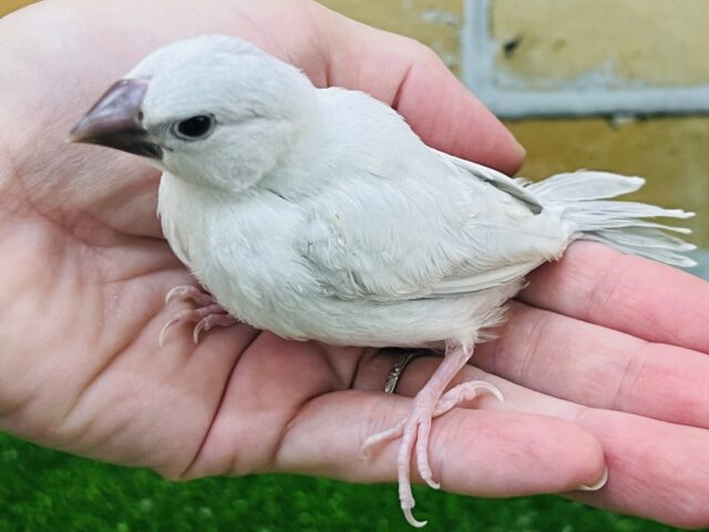 シルバー文鳥