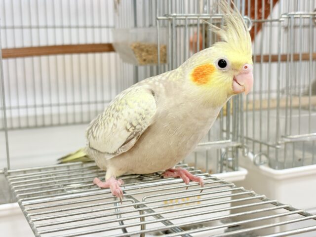 オカメインコ