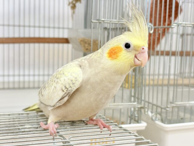 オカメインコ