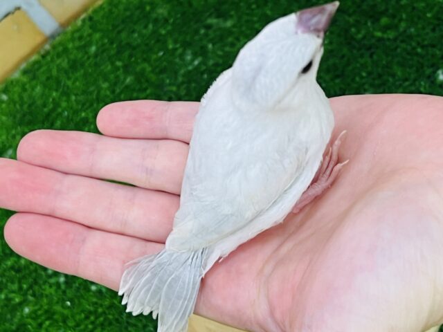 シルバー文鳥