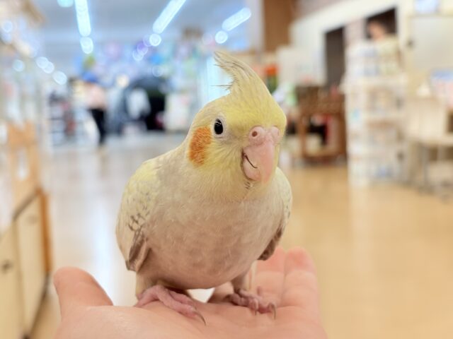 オカメインコ