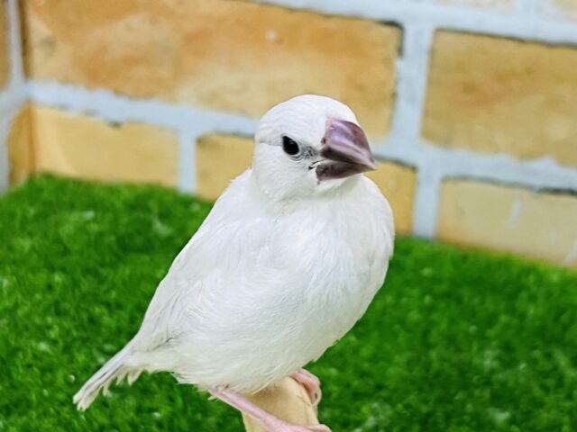 シルバー文鳥