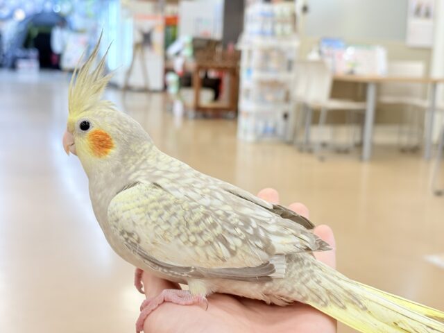 オカメインコ