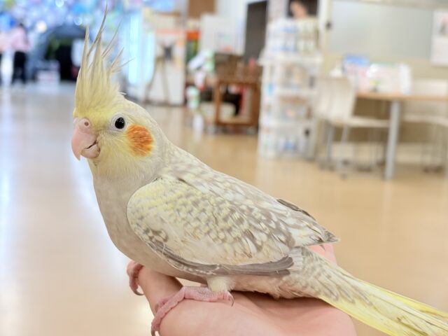 オカメインコ