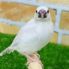 画像更新☆カキカキ出来ちゃう♡美しくなってきました！シルバー文鳥✨