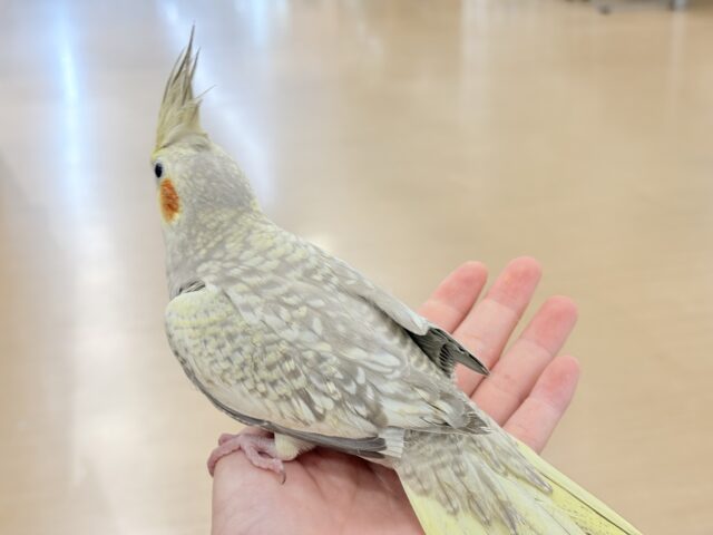 オカメインコ