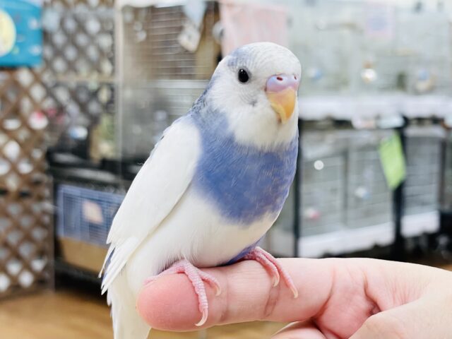 【最新画像】モフっと可愛いセキセイインコちゃん（パイド）