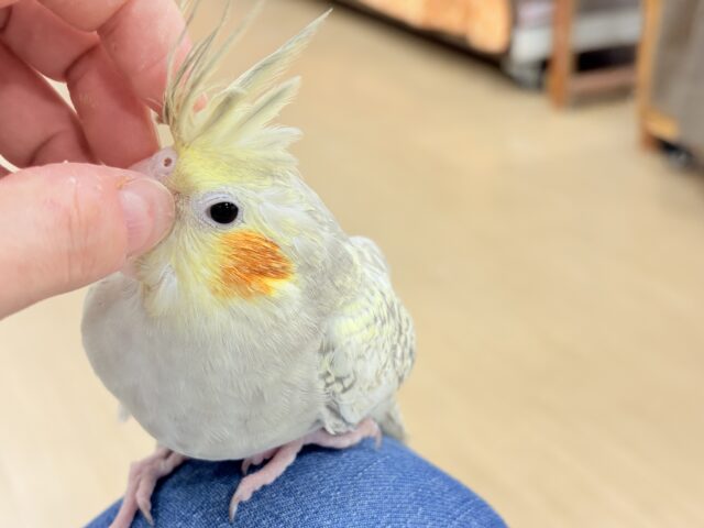 オカメインコ