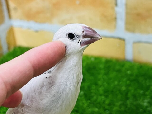 シルバー文鳥