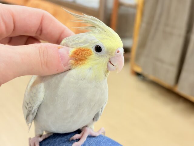 オカメインコ