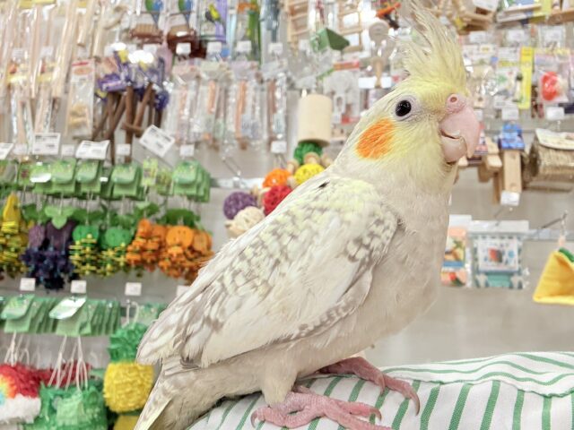 オカメインコ