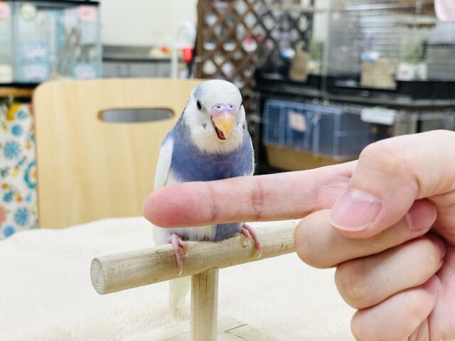セキセイインコ