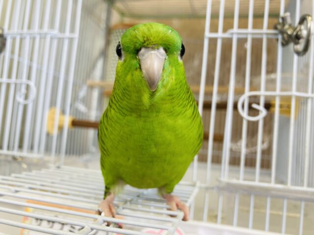 サザナミインコ