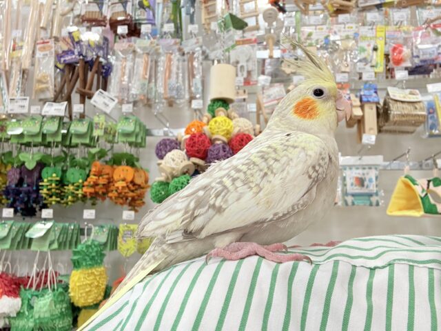 オカメインコ