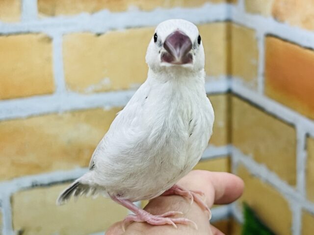 シルバー文鳥