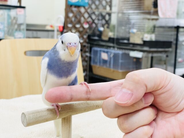 セキセイインコ