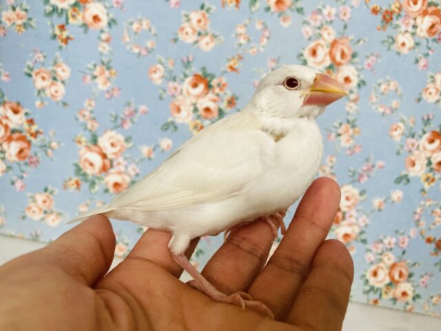 アルビノ文鳥