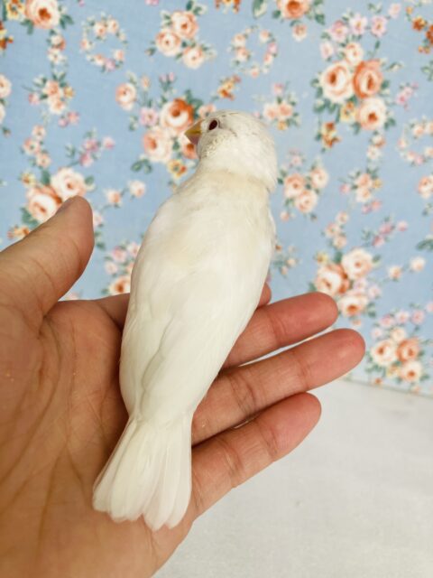 アルビノ文鳥