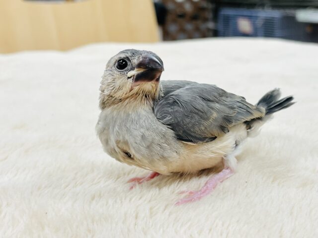 桜文鳥