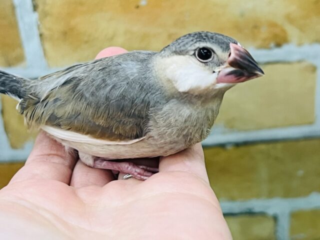 桜文鳥