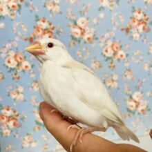 キミに夢中🌹✨アルビノ文鳥ヒナちゃん🕊️✨