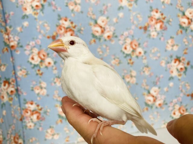 キミに夢中🌹✨アルビノ文鳥ヒナちゃん🕊️✨
