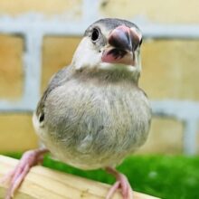 画像更新♡かわい子ちゃんに成長中♡パイド系桜文鳥🌸
