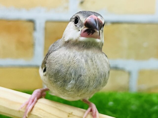 画像更新♡かわい子ちゃんに成長中♡パイド系桜文鳥🌸