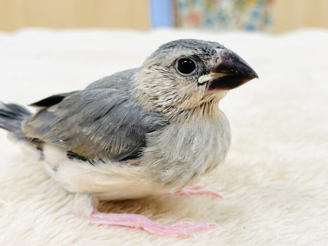 桜文鳥