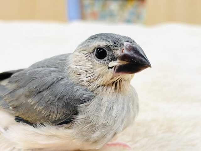 【最新画像】まんまるおめめ✨がチャームポイント！桜文鳥（ヒナ）