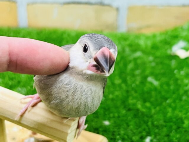 桜文鳥