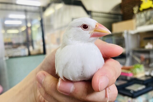 アルビノ文鳥