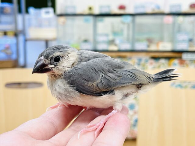 桜文鳥
