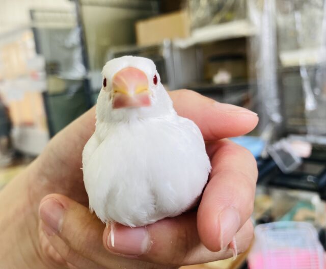 アルビノ文鳥