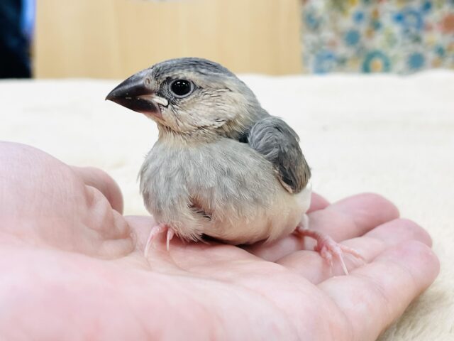 桜文鳥