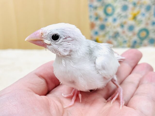 白文鳥