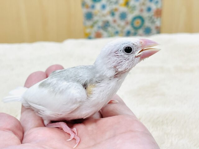 白文鳥