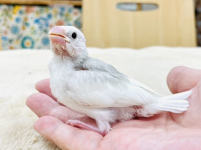 白文鳥