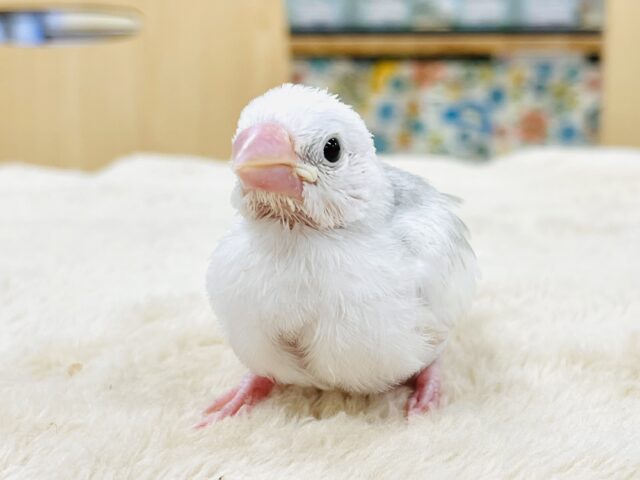 白文鳥