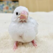 【最新画像】真っ白になるの🤍白文鳥（ヒナ）