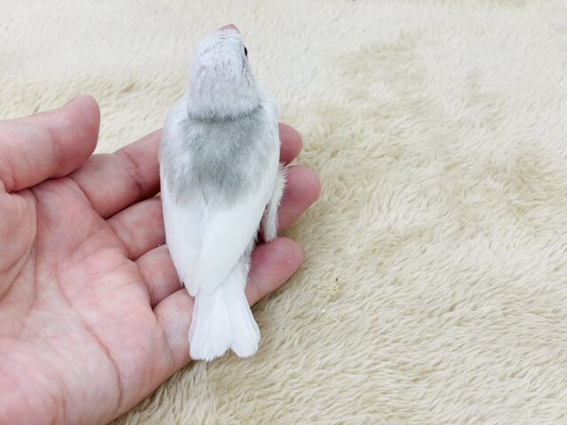 白文鳥