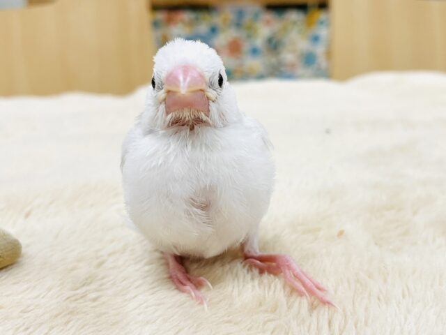 白文鳥